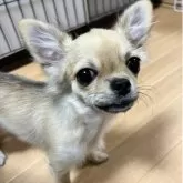 チワワ(ロング)【千葉県・男の子・2025年6月12日・フォーン】の写真10「横姿🐶」