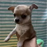 チワワ(スムース)【千葉県・女の子・2025年11月19日・レッド】の写真10「横顔」