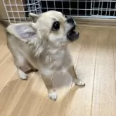 チワワ(ロング)【千葉県・男の子・2025年6月12日・フォーン】の写真13「吠えてます。」