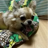 チワワ(ロング)【千葉県・男の子・2025年6月12日・フォーン】の写真14「可愛い男の子🐶」