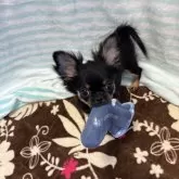 チワワ(ロング)【千葉県・女の子・2025年8月30日・ブラックタンホワイト】の写真14「靴下遊び🧦」