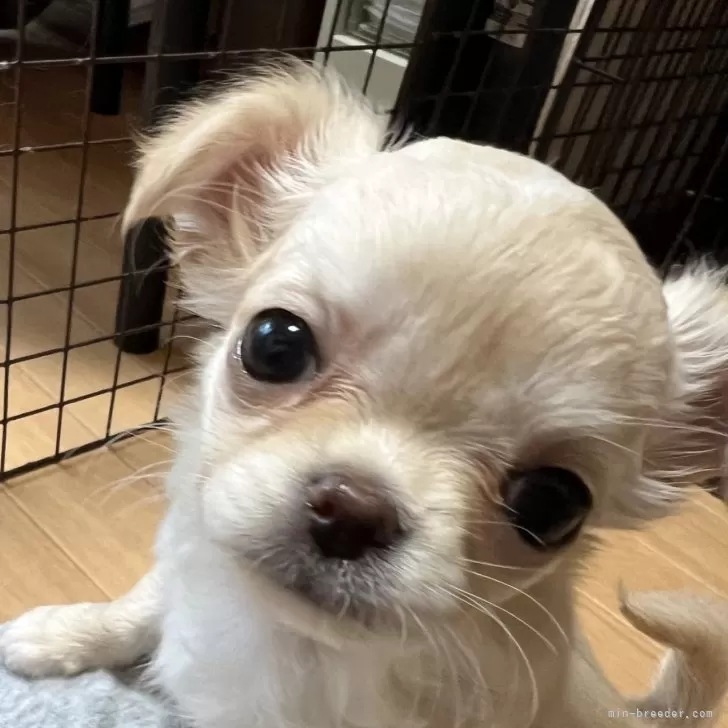 けん 様のお迎えした子犬