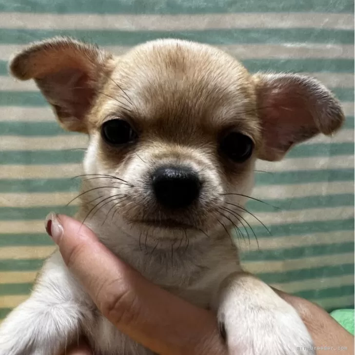 チワワ(スムース)【千葉県・女の子・2025年11月19日・レッド】の写真1「生後46日。離乳食始めてます🍚774g」