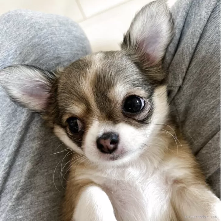 K.A 様のお迎えした子犬