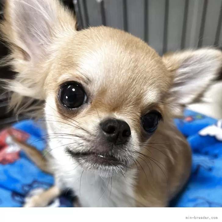 ID:2411-02074の子犬