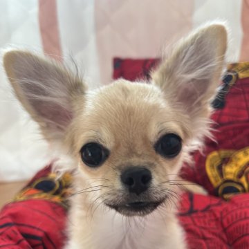 チワワ(ロング)【千葉県・男の子・2025年6月12日・フォーン】の写真「父親JKCCH母親JKCCH直子の優良血統」