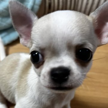 チワワ(スムース)【千葉県・女の子・2025年11月19日・パーティ】の写真「父親JKCCH母親JKCCH直子の優良血統」