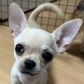 チワワ(スムース)【千葉県・男の子・2025年6月12日・クリームオンスポッテットホワイト】の写真「父親JKCチャンピオン母親JKCチャンピオン直子」