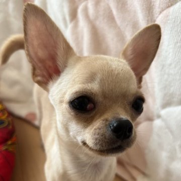 チワワ(スムース)【千葉県・男の子・2025年6月12日・クリームオンスポッテットホワイト】の写真「父親JKCチャンピオン母親JKCチャンピオン直子」