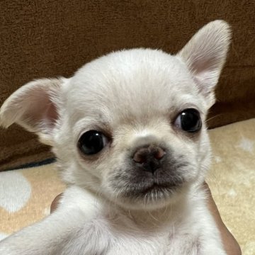 チワワ(スムース)【千葉県・女の子・2025年11月1日・クリームオンスポッテットホワイト】の写真「両親共にJKCチャンピオンの優良血統」