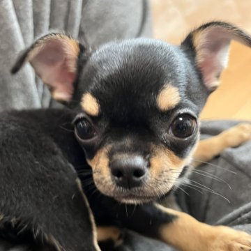 チワワ(スムース)【千葉県・男の子・2025年8月30日・ブラックタンホワイト】の写真「父親曽祖父AM CH母親JKC CH直子」