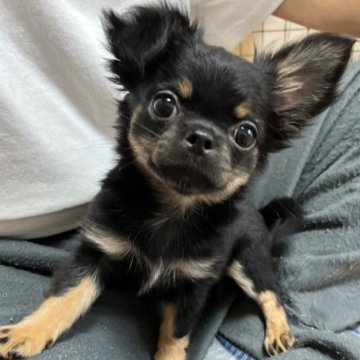 チワワ(ロング)【千葉県・女の子・2025年8月30日・ブラックタンホワイト】の写真「父親曽祖父AM CH血統母親JKC CH直子」