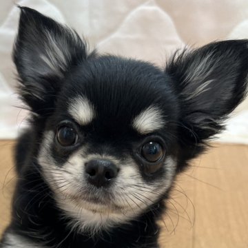 チワワ(ロング)【千葉県・女の子・2025年8月19日・ブラックタンホワイト】の写真「父親JKC CH母親JKC CH直子の優良血統」