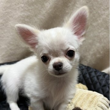 チワワ(ロング)【千葉県・男の子・2025年8月1日・クリームオンスポッテッドホワイト】の写真「父親JKCCH母親JKCCH直子の優良血統」