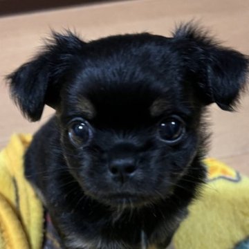 チワワ(ロング)【千葉県・女の子・2025年8月30日・ブラックタンホワイト】の写真「父親曽祖父AM CH血統母親JKC CH直子」
