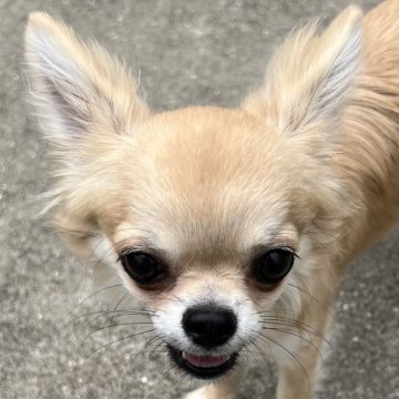 チワワ(ロング)【千葉県・男の子・2024年9月13日・フォーン】の写真「両親JKC CHの優良血統」