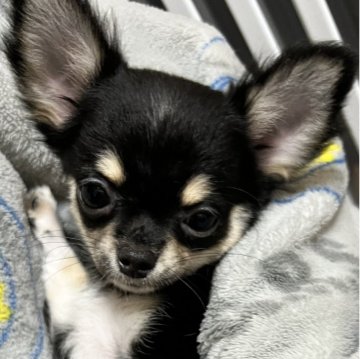 チワワ(ロング)【千葉県・女の子・2025年8月1日・ブラックタンホワイト】の写真「父親JKCCH母親JKCCH直子の優良血統」