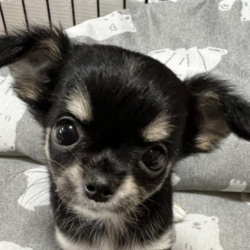 チワワ(ロング)【千葉県・女の子・2025年8月1日・ブラックタンホワイト】の写真「父親JKCCH母親JKCCH直子の優良血統」