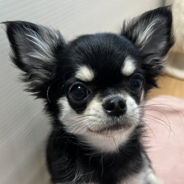 チワワ(ロング)【千葉県・女の子・2025年8月19日・ブラックタンホワイト】の写真「父親JKC CH母親JKC CH直子の優良血統」