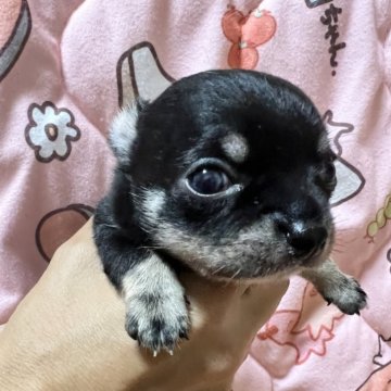 チワワ(スムース)【千葉県・男の子・2025年11月3日・ブラックタンホワイト】の写真「両親共にJKCチャンピオンの優良血統」