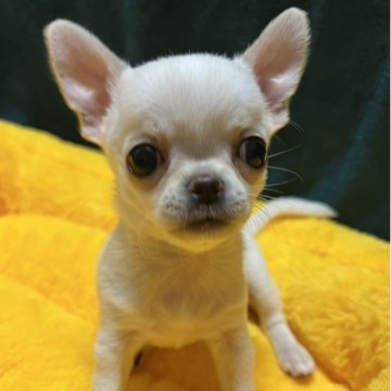 チワワ(スムース)【千葉県・女の子・2025年11月1日・クリームオンスポッテットホワイト】の写真「両親共にJKCチャンピオンの優良血統」