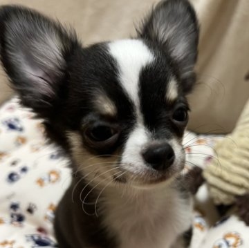 チワワ(ロング)【千葉県・男の子・2025年8月1日・ブラックタンホワイト】の写真「父親JKC CH母親JKC CH直子の優良血統」