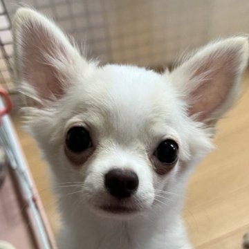 チワワ(ロング)【千葉県・男の子・2025年4月11日・クリームオンホワイト】の写真「父親チャンピオン母親チャンピオン直子の優良血統の子」