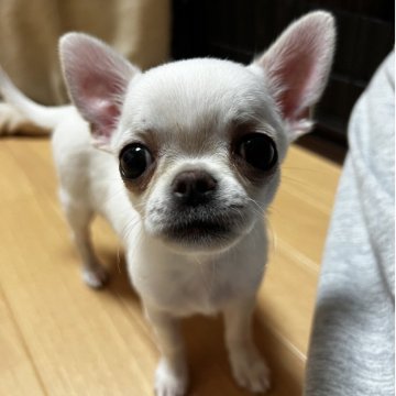 チワワ(スムース)【千葉県・女の子・2025年11月1日・クリームオンスポッテットホワイト】の写真「両親共にJKCチャンピオンの優良血統」