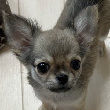 チワワ(ロング)【千葉県・男の子・2025年6月12日・レッド】の写真「父親JKCCH母親JKCCH直子の優良血統」