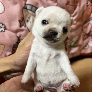 チワワ(スムース)【千葉県・女の子・2025年11月1日・クリームオンスポッテットホワイト】の写真「両親共にJKCチャンピオンの優良血統」