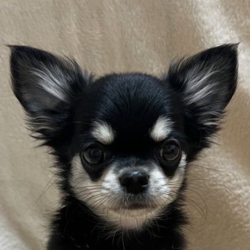 チワワ(ロング)【千葉県・女の子・2025年8月19日・ブラックタンホワイト】の写真「父親JKC CH母親JKC CH直子の優良血統」