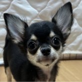 チワワ(ロング)