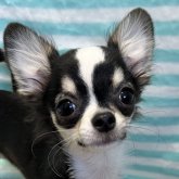 チワワ(ロング)