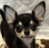 チワワ(ロング)