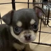 チワワ(スムース)