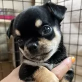 チワワ(スムース)