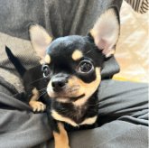 チワワ(スムース)