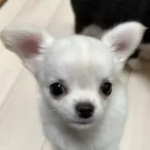 チワワ(ロング)
