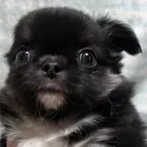 チワワ(ロング)