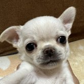 チワワ(スムース)