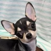 チワワ(スムース)