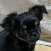 チワワ(ロング)