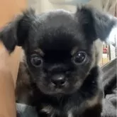チワワ(ロング)