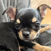 チワワ(スムース)