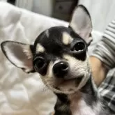 チワワ(スムース)