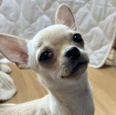 チワワ(スムース)