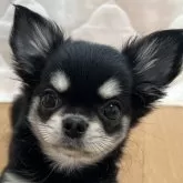 チワワ(ロング)