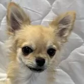 チワワ(ロング)