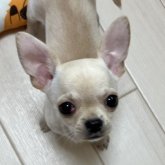チワワ(スムース)
