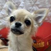 チワワ(ロング)